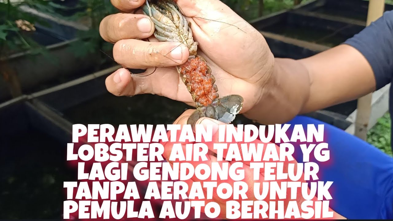 PERAWATAN INDUKAN LOBSTER AIR TAWAR GENDONG TELUR TANPA AERATOR UNTUK PEMULA AUTO BERHASIL part 1