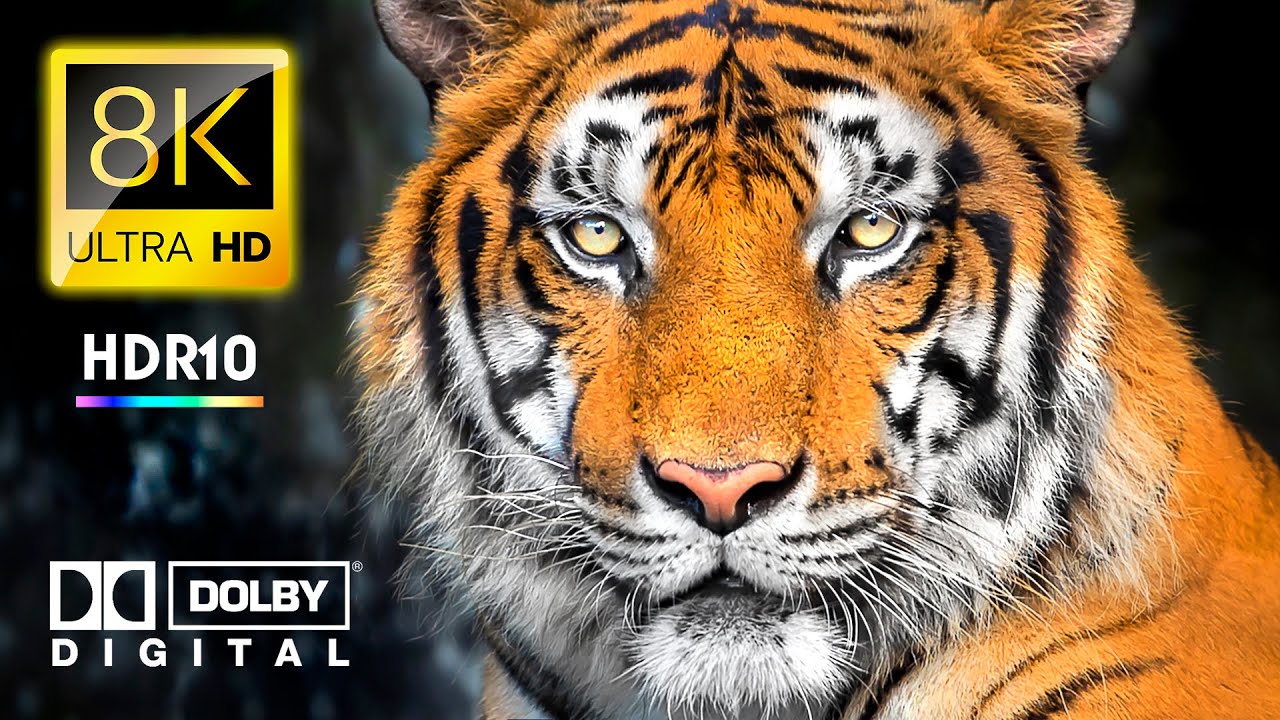 Будущее охраны дикой природы 8K ВИДЕО ULTRA HD - Животные 4K ВИДЕО HDR Journey