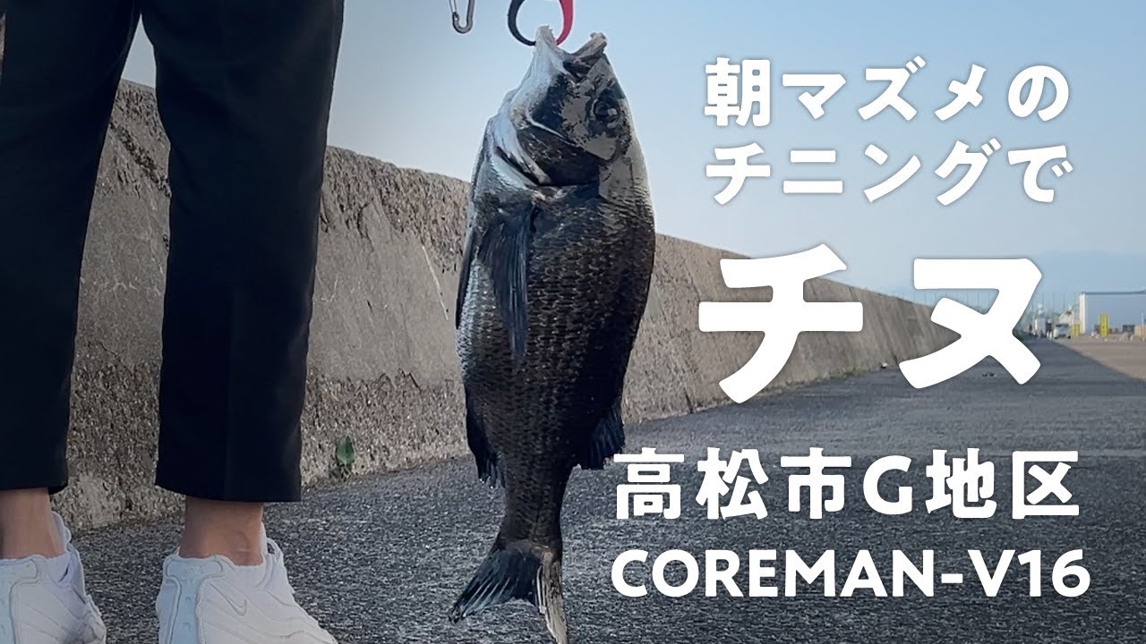 チニング初心者が大物チヌを釣り上げる！ルアーはコアマンVJ-16！香川県高松市G地区　#チヌ #黒鯛 #年なしチヌ #COREMAN #コアマン #VJ16 #釣り ＃ルアー #朝マズメ #9月