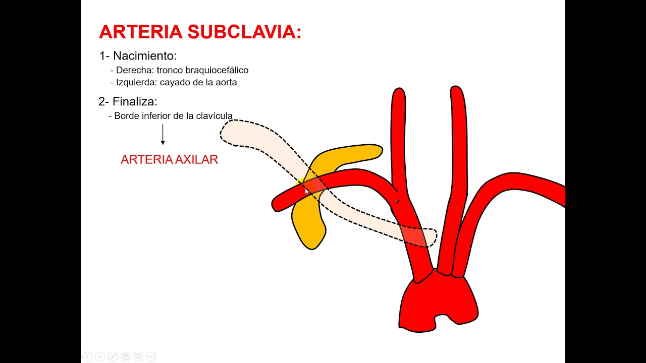 Relaciones de la arteria subclavia