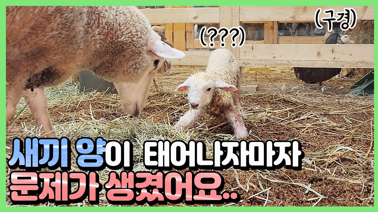 아기 양에게 가장 중요한 게 첫째는 걷는 것이고 둘째는...