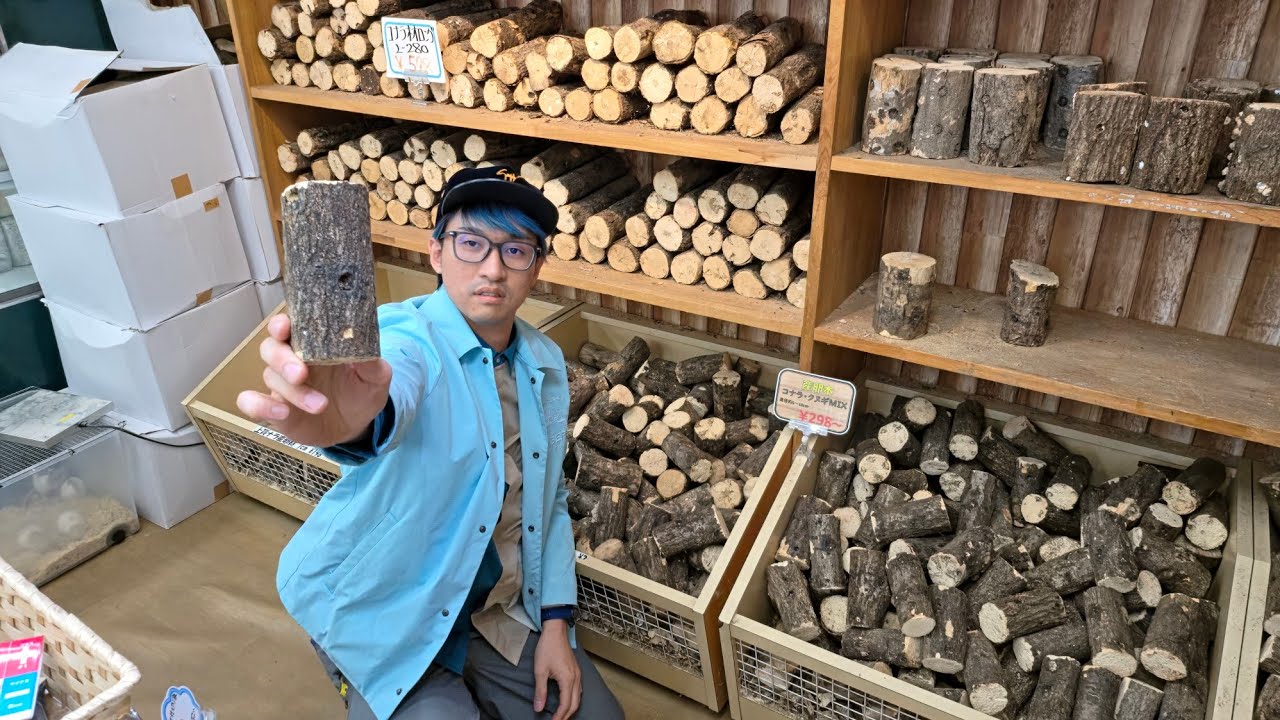 クワガタが産みたくなる木の見分け方教えるんだけど