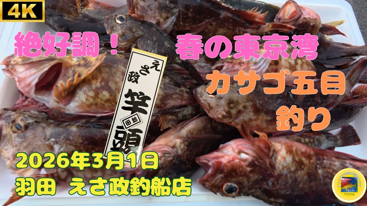 祝 竿頭！ 東京湾で春のカサゴ五目釣り 2026年3月1日　#釣り #カサゴ #fishing #東京湾 #えさ政釣船店