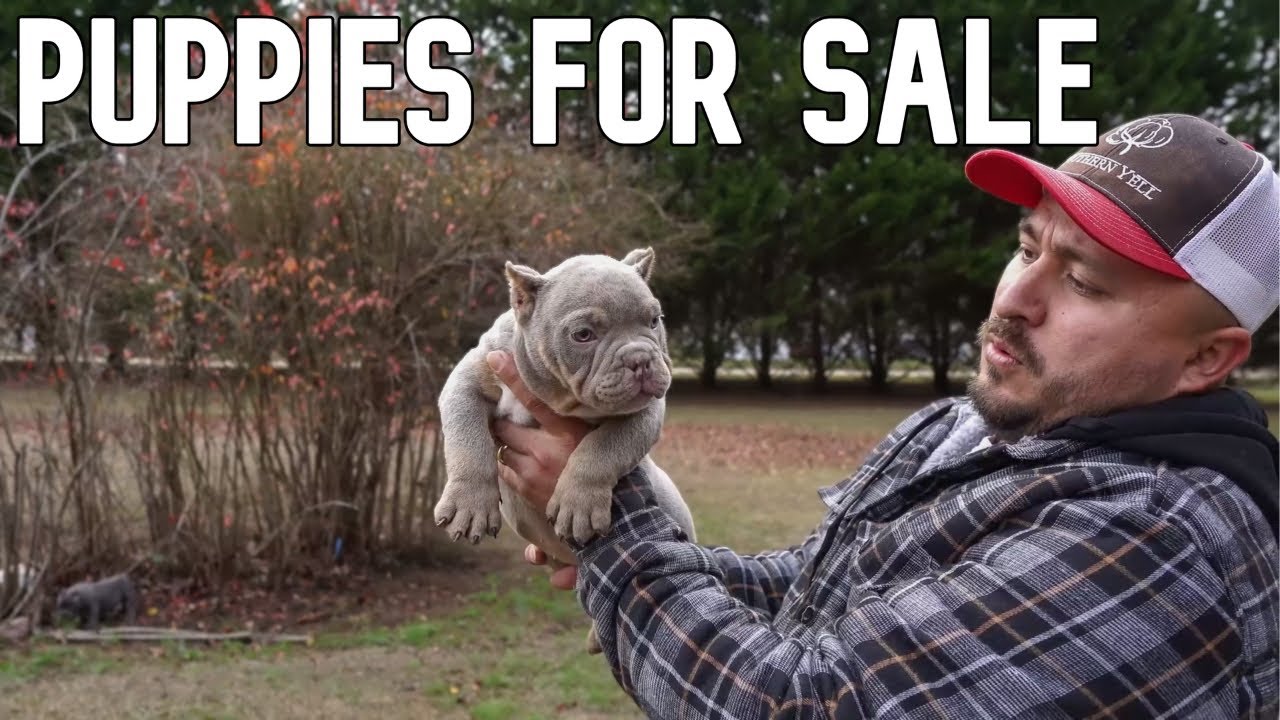 Bully Puppies For Sale! SOLD!!!