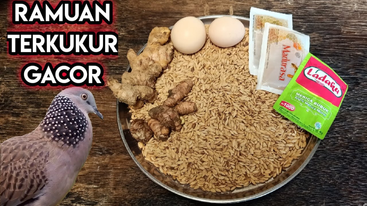 BONGKAR RAHASIA TERKUKUR MANIA!!!