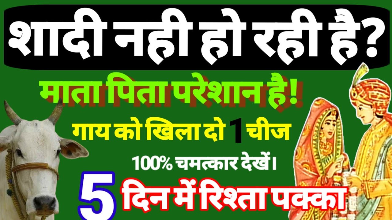 यदि शादी नही हो रही है तो गाय को खिला दो ये चीज जल्दी शादी होगी। jaldi shadi hone ka achuk upay.