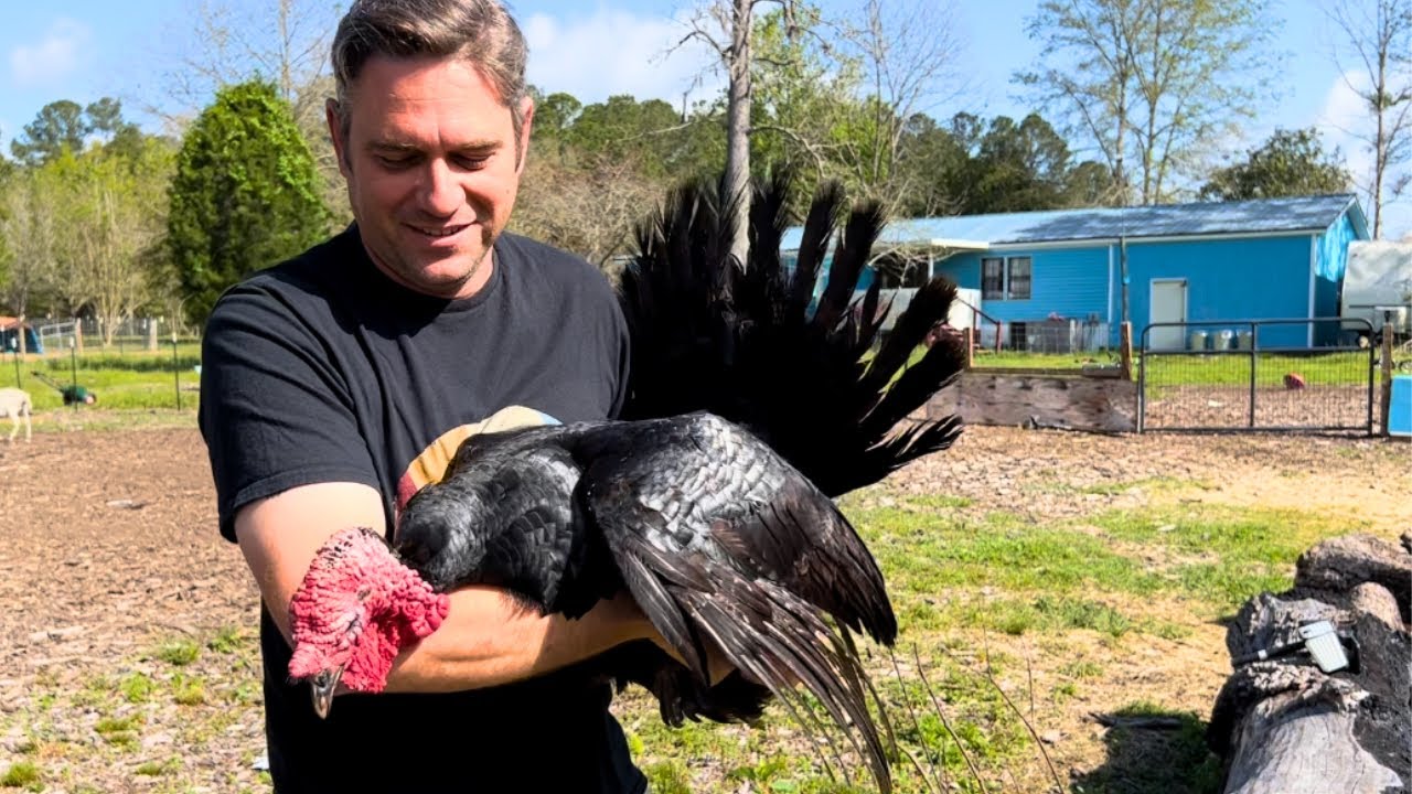 Raising Turkeys on our Homestead