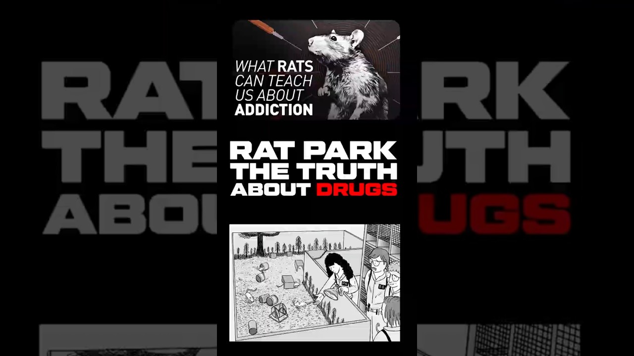 How social connection vs. isolation impacted the rats#kannada  #RatParkExperiment #dk #dineshdk