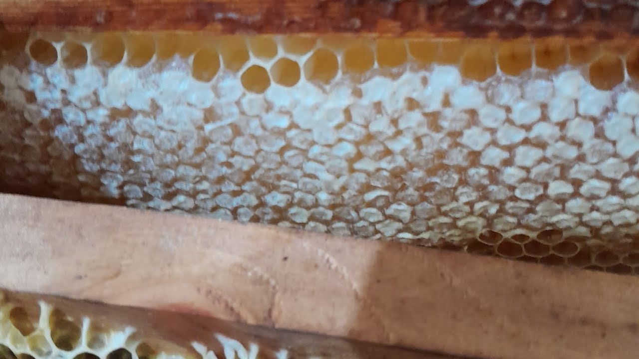 بداية جني العسل