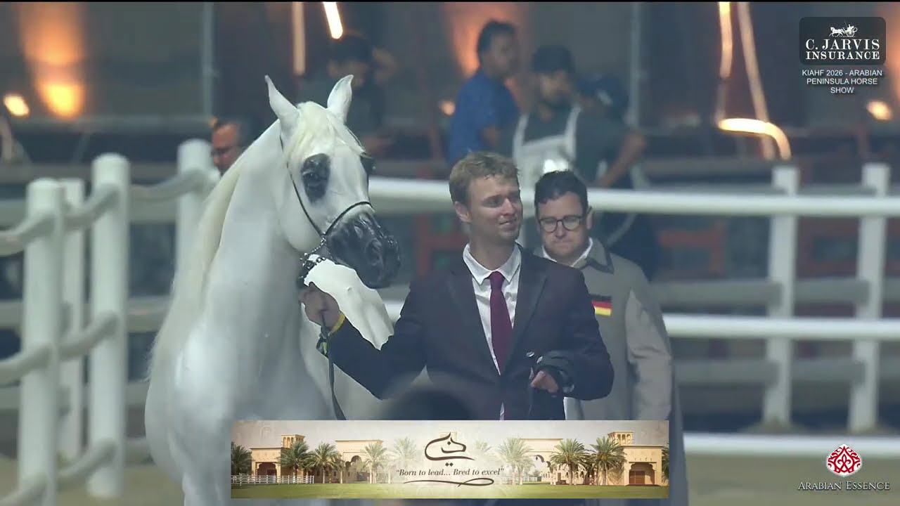 KIAHF 2026   Arabian Peninsula Horse Show   Class   Senior Stallions Championship