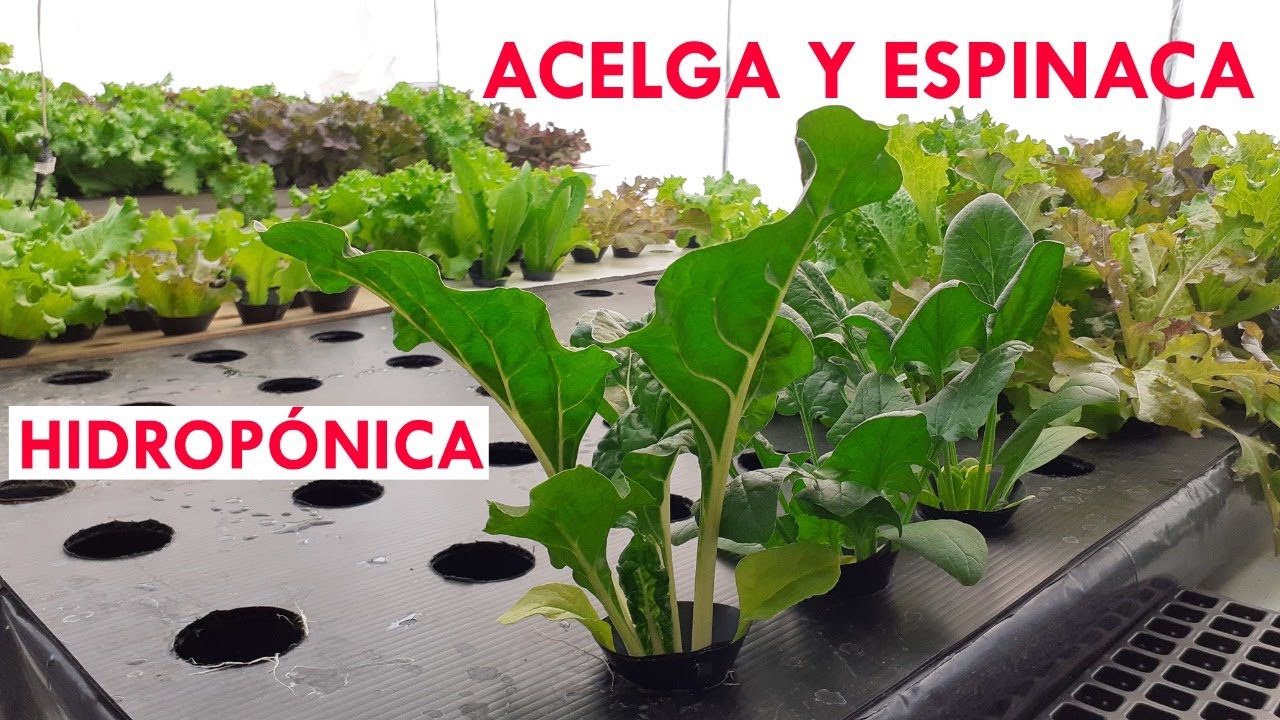 Acelga y espinaca hidropónica
