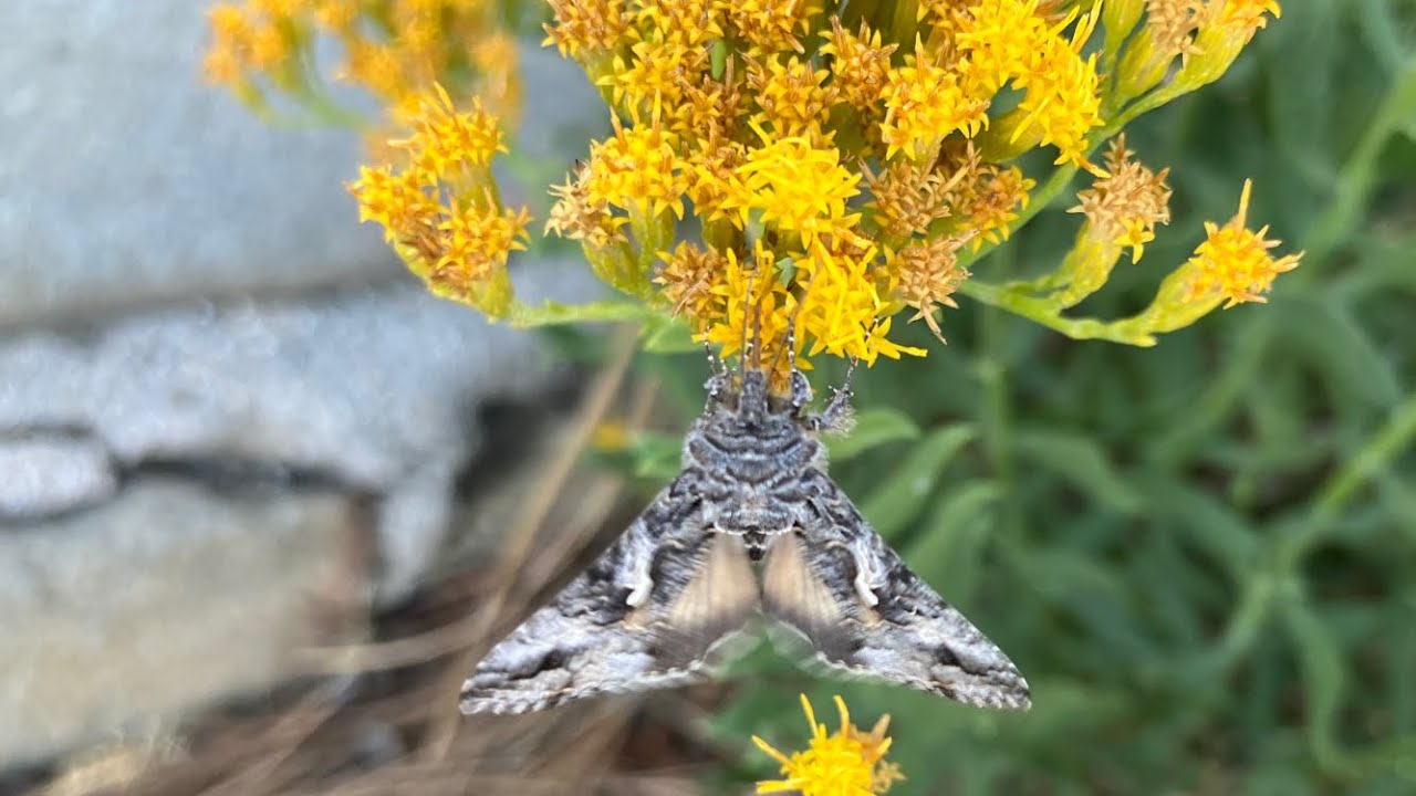 PCT 2023 - Steep Ravines and Pretty Wildflowers
