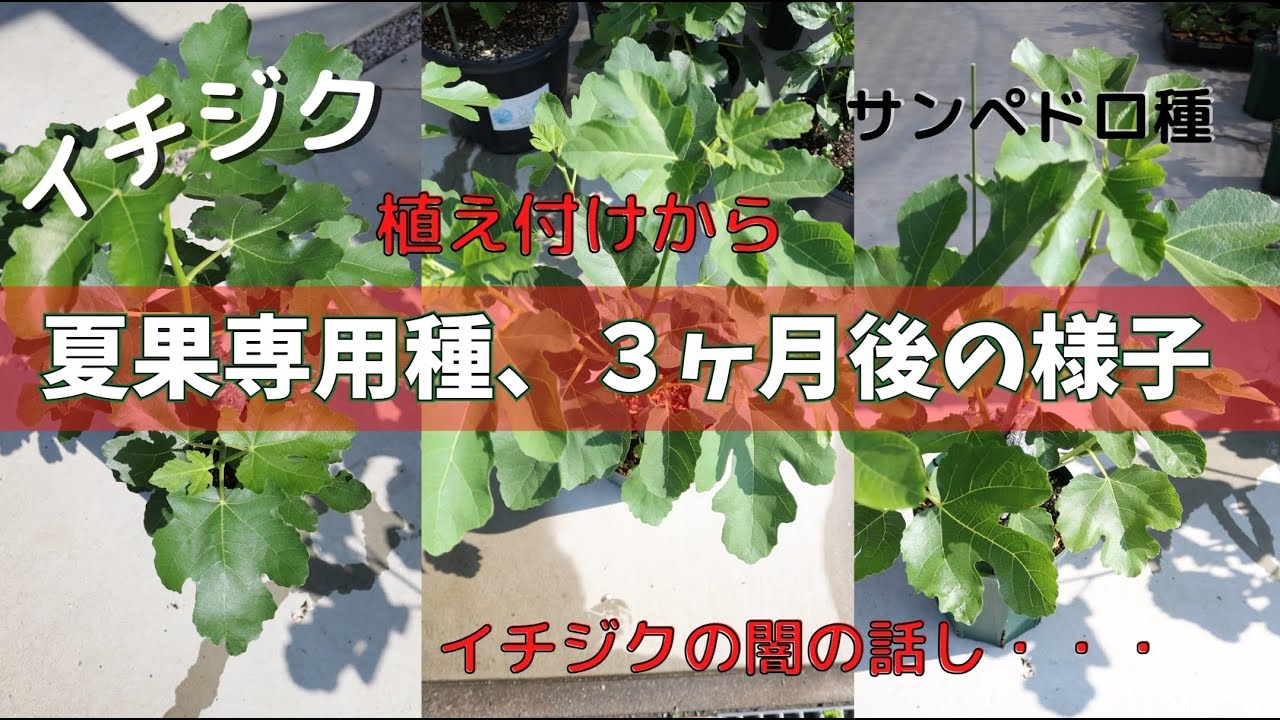 【イチジク】夏果専用種（コナドリア・キング・ビオレドーフィン）植え付け３ヶ月後の様子になります。イチジクの闇の話しも。。。