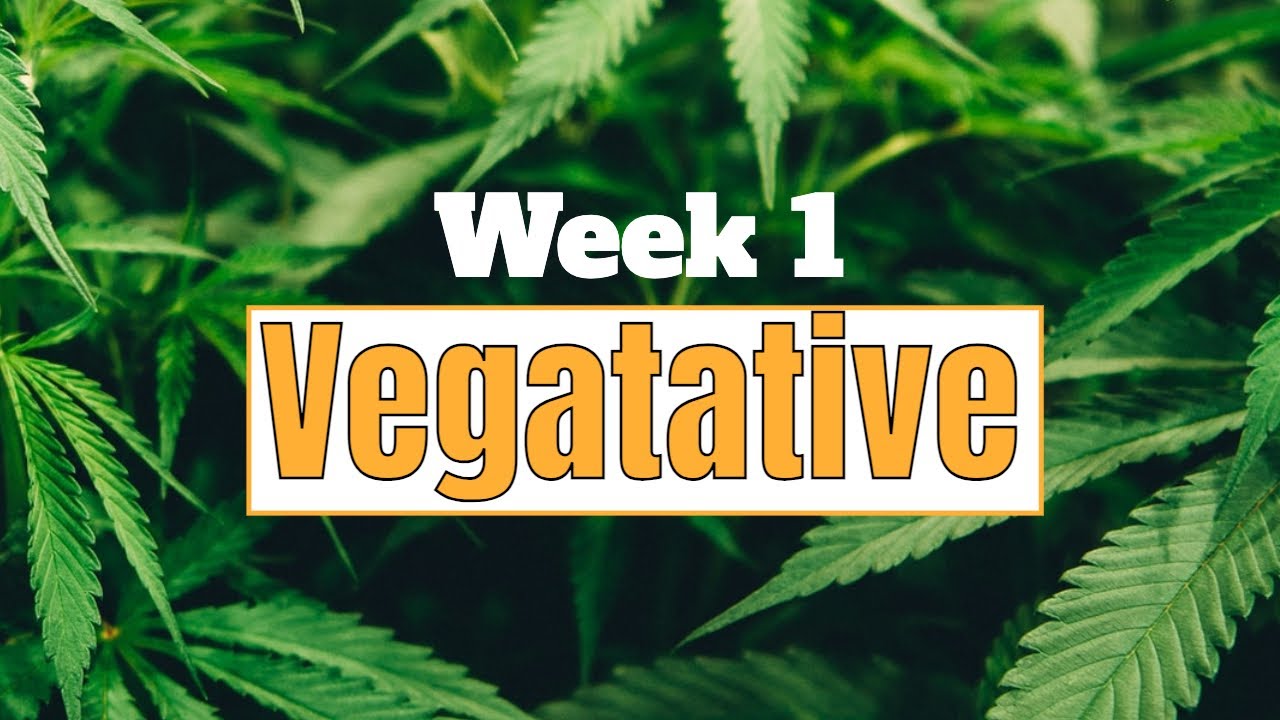 WEEK 1 OF VEG! | CANNABIS EARLY VEGETATIVE STAGE | INTRO VIDEO
