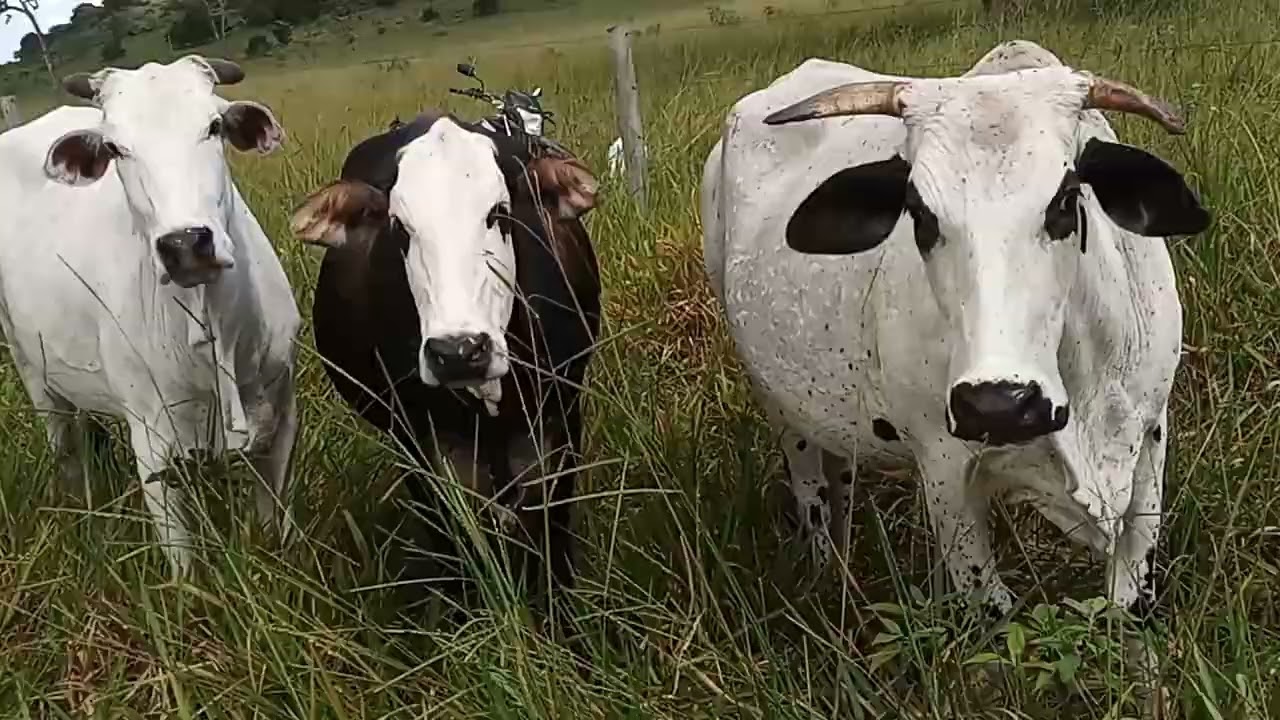Olhando o gado no arrendamento. 