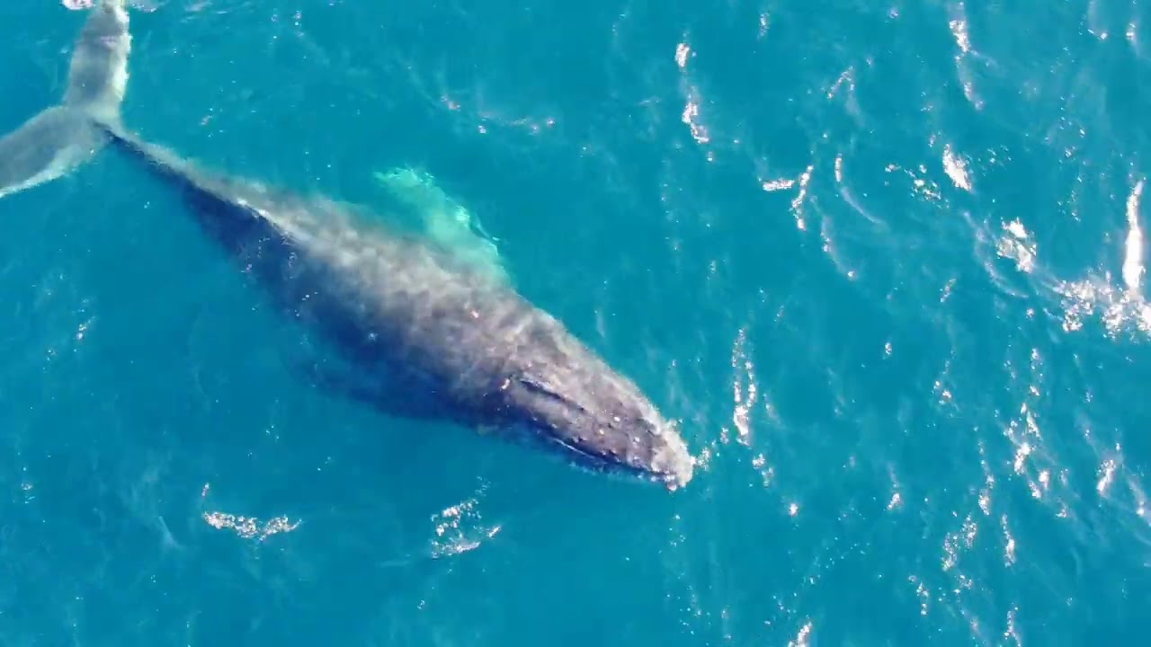 Having a Whale of a time...... Humpback whales in love