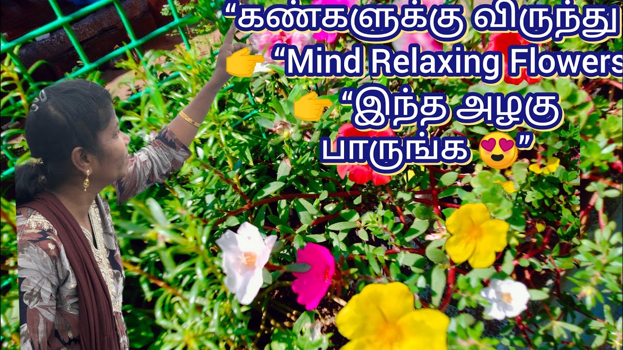 Beautiful hanging flowers blooming our home garden “கலர் கலரான ஹாங்கிங் பூக்கள் கண்களுக்கு விருந்து 