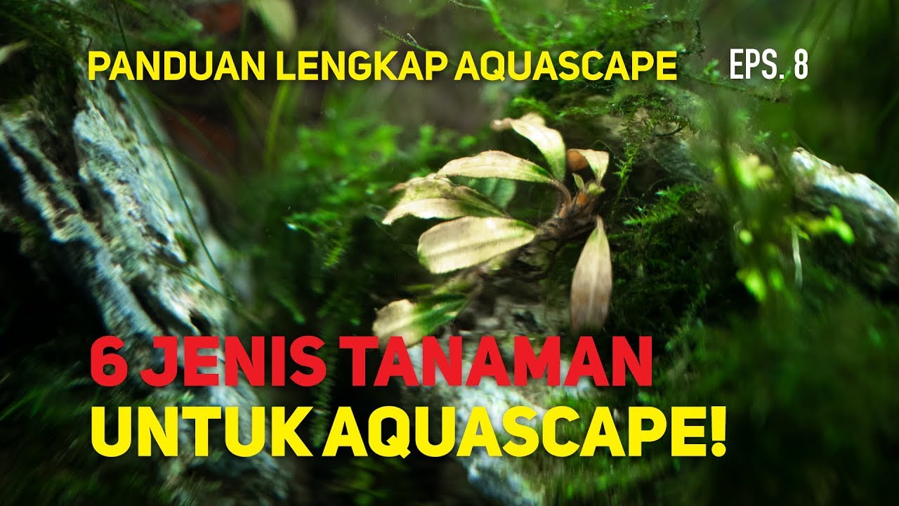 Kategori Tanaman Aquascape - Episode 8