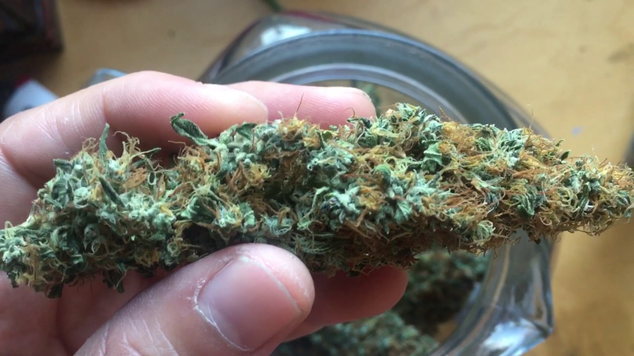 Cfl Grow Tent Durban Widow RESULTS!!
