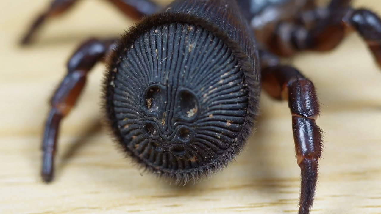 Have you ever seen a spider with a pattern of money on its abdomen? 你见过腹部有金钱图案的蜘蛛嘛？