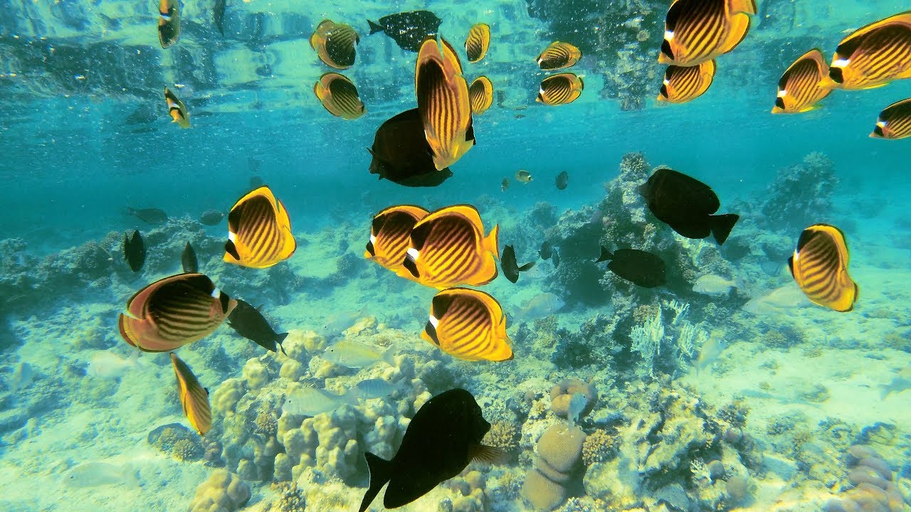 Pick Albatros Sea World/Marsa Alam/Diving/Snorkeling