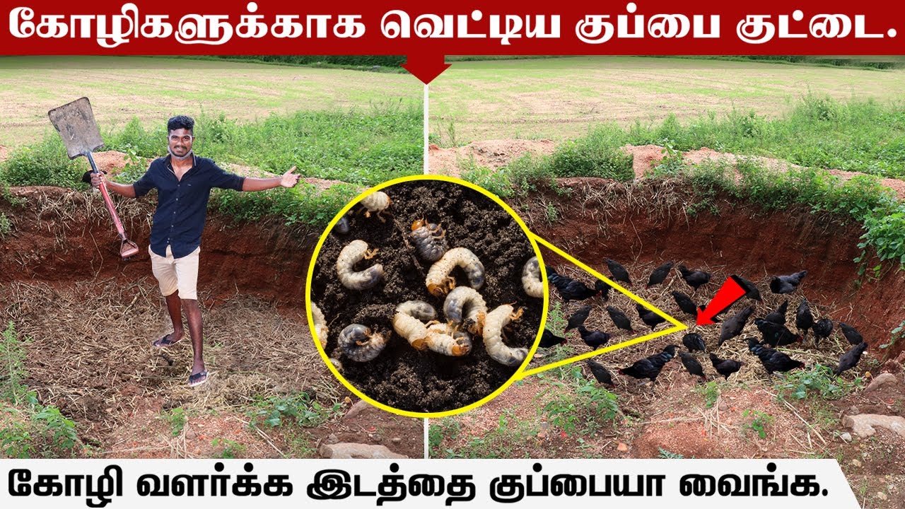 தீவன செலவை குறைக்கும் புதிய முயற்சி || குப்பை குட்டை  || SV Farm | Farming Business 🐓🪱 🐛🪱 🐛🪱 🐛