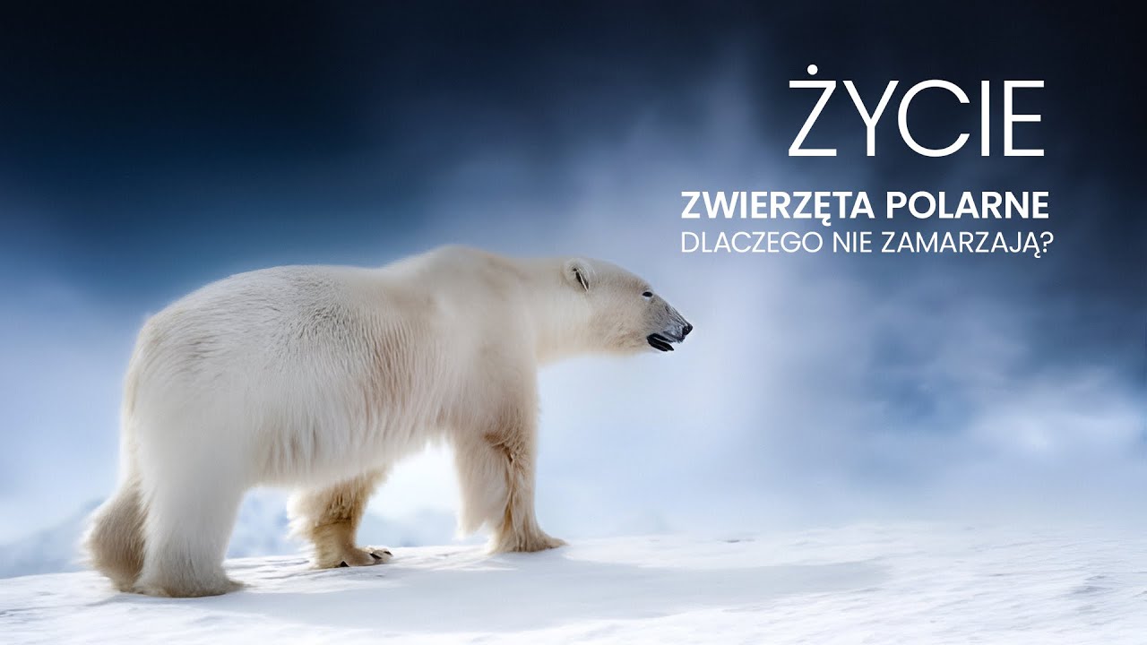Życie | Zwierzęta polarne &ndash; dlaczego nie zamarzają?