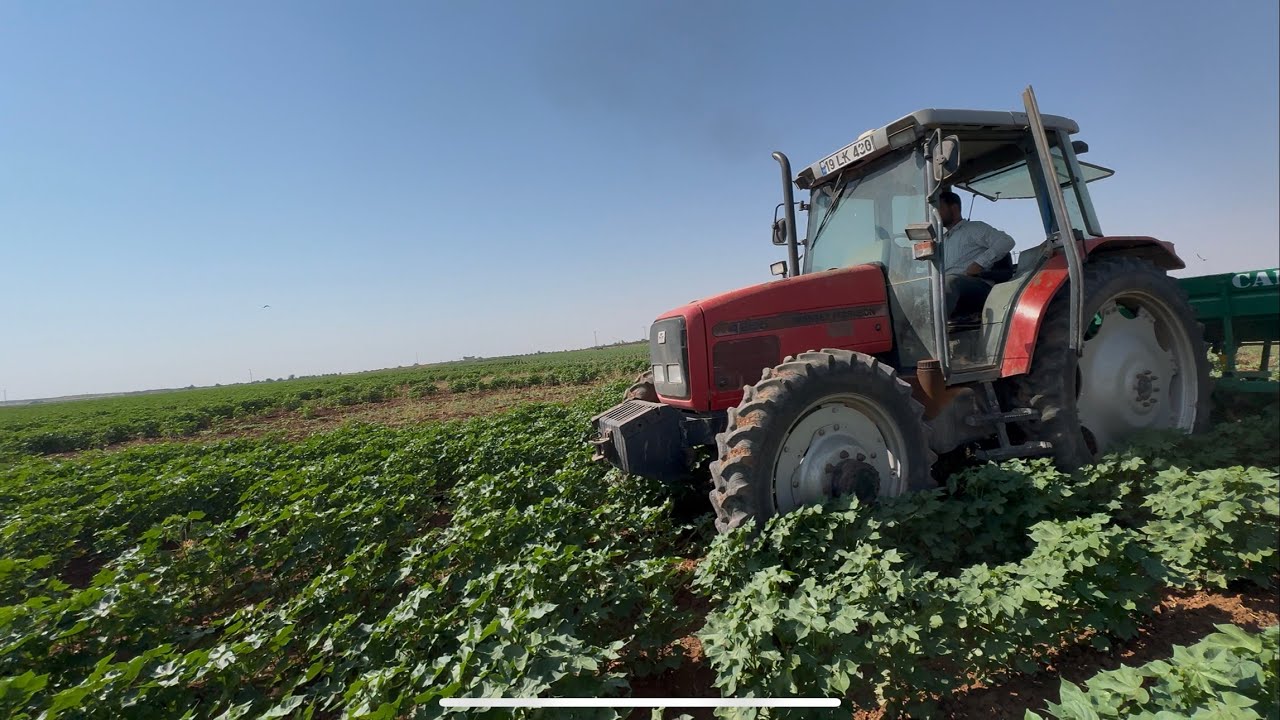 Massey Ferguson 4255 ile pamuk gübreliyoruz🔥🔥