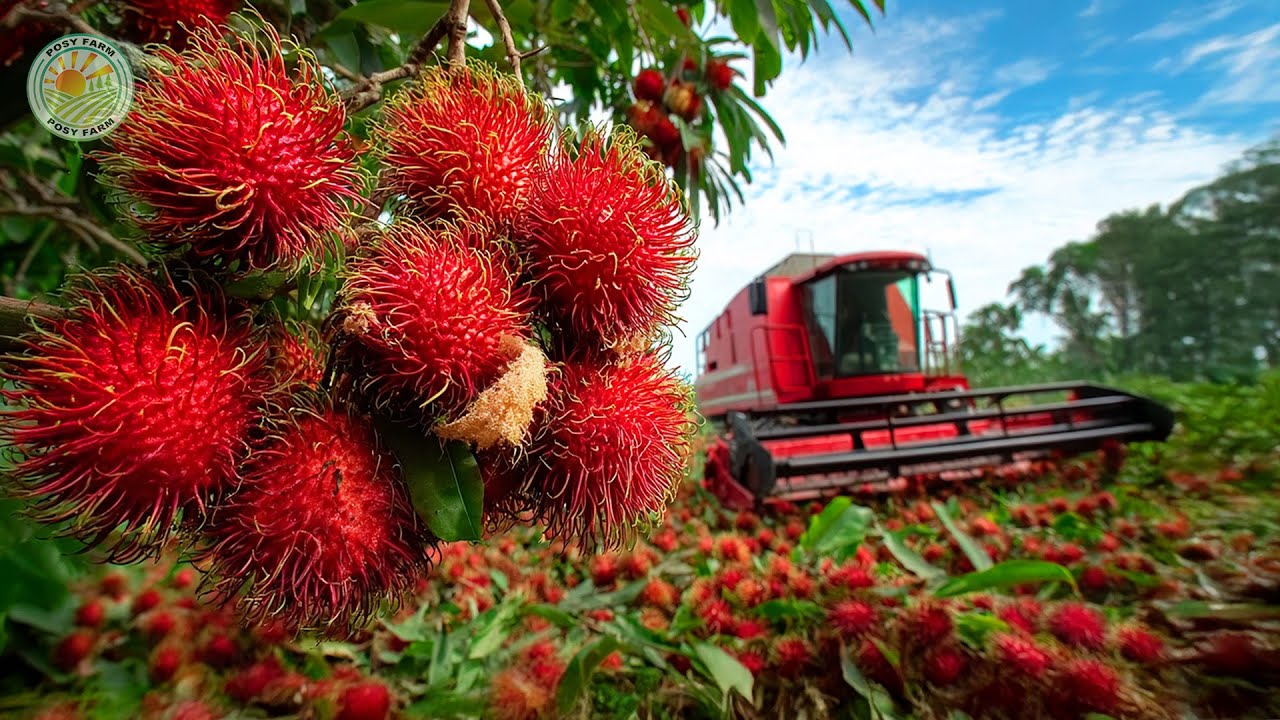 Как тайские фермеры собирают миллионы рамбутанов - Rambutan Fruit Farming