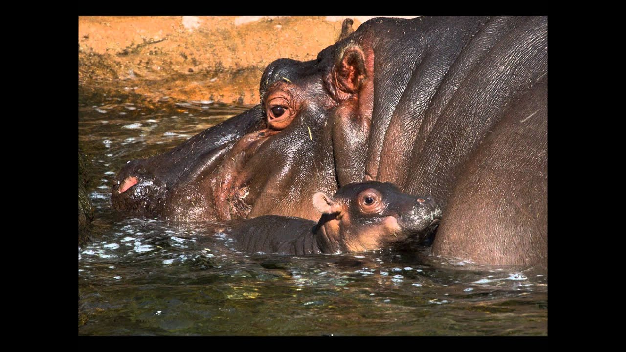 b&eacute;b&eacute;s animaux  avec le popa et la moman
