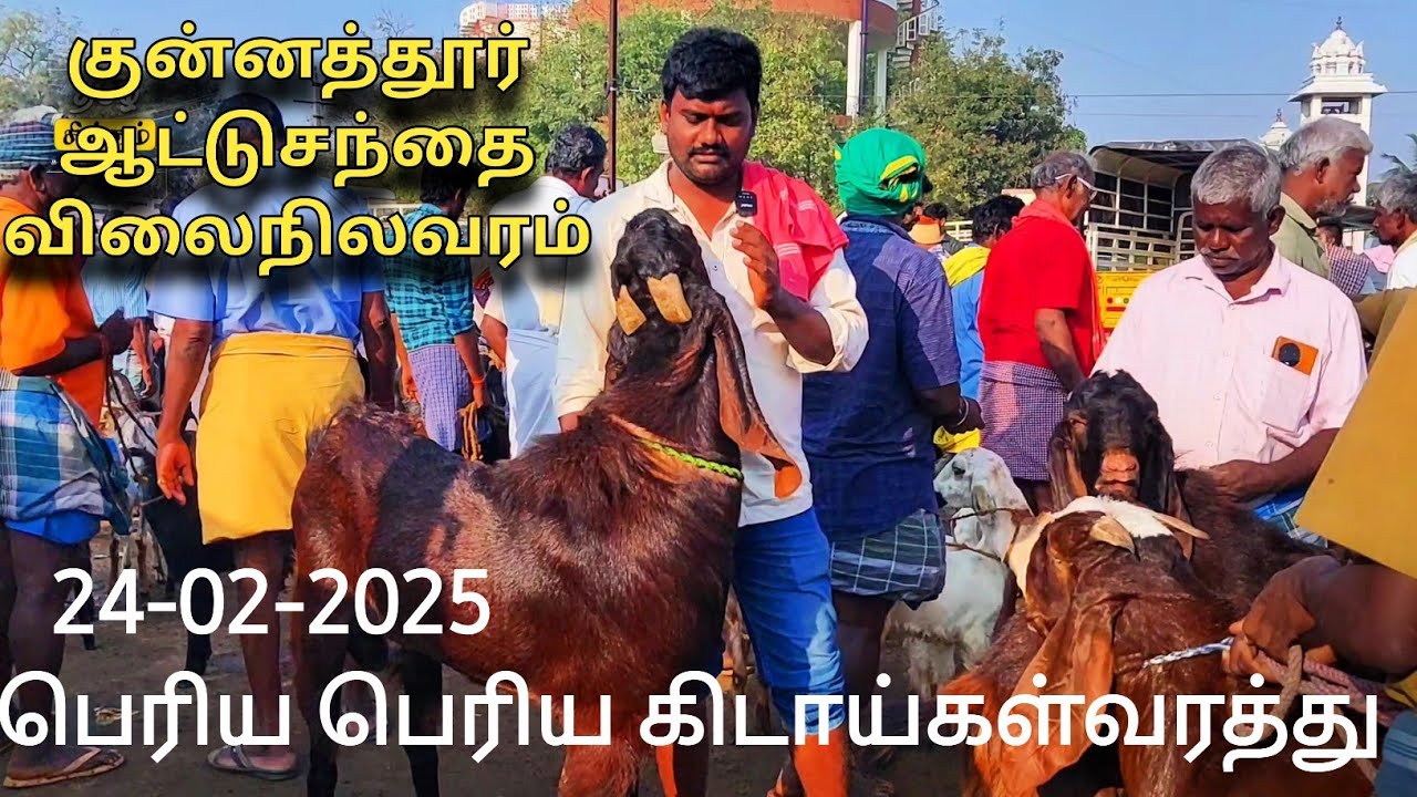 💯குன்னத்தூர் ஆட்டுசந்தையில் பெரிய பெரிய கிடாய்கள் வரத்து/விற்பனை சுமார் 