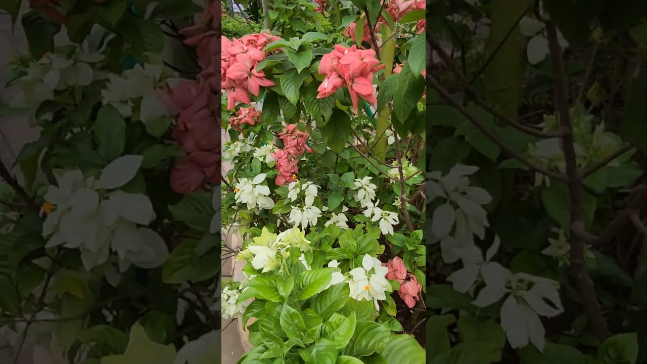 bunga nusa indah merah dan putih - colorful mussaneda flowers #nature #blooming #houseplants