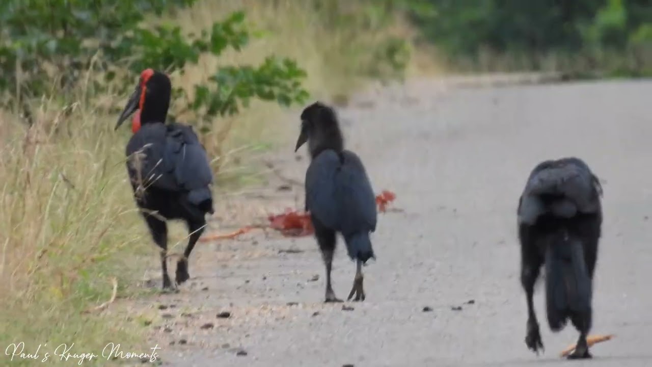 Following the Ground Horn Bill's