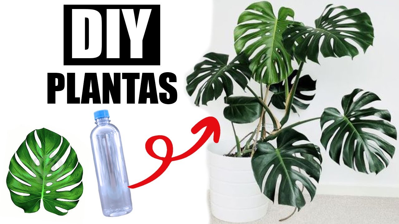 DIY PLANTAS QUE PARECEN REALES CON BOTELLAS