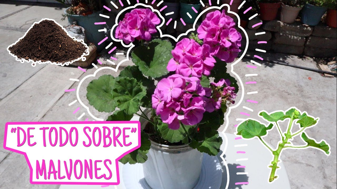 MALVONES - "DE TODO SOBRE" SUS CUIDADOS | QUINDE
