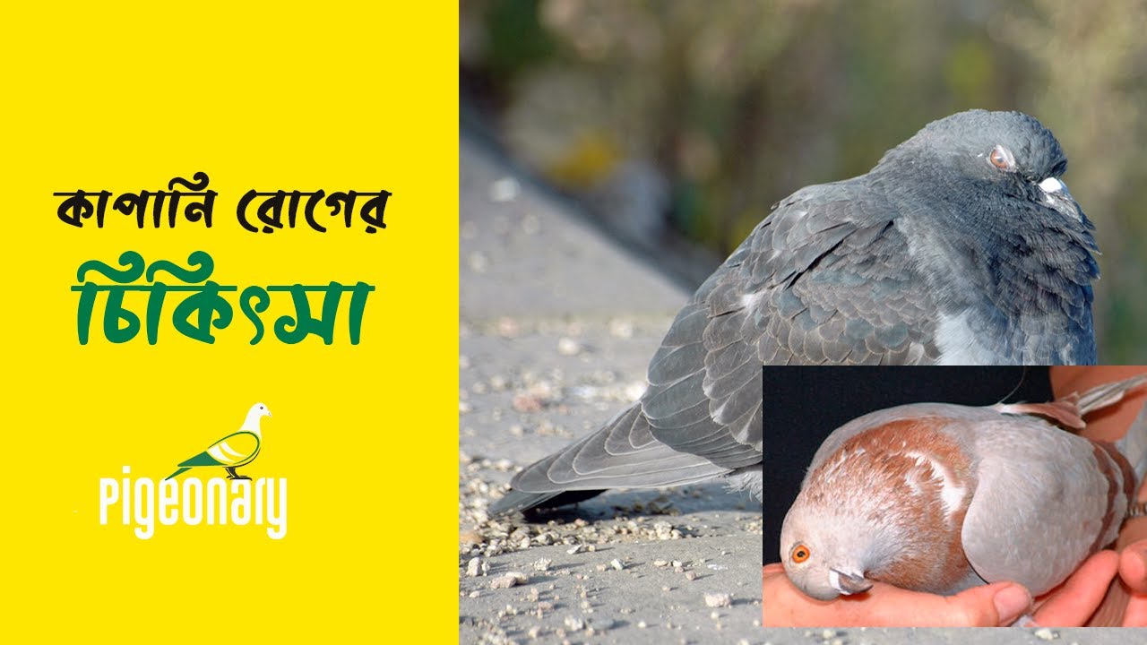 কাপানি রোগের চিকিৎসা। Kapani Rog er Treatment | Pigeonary
