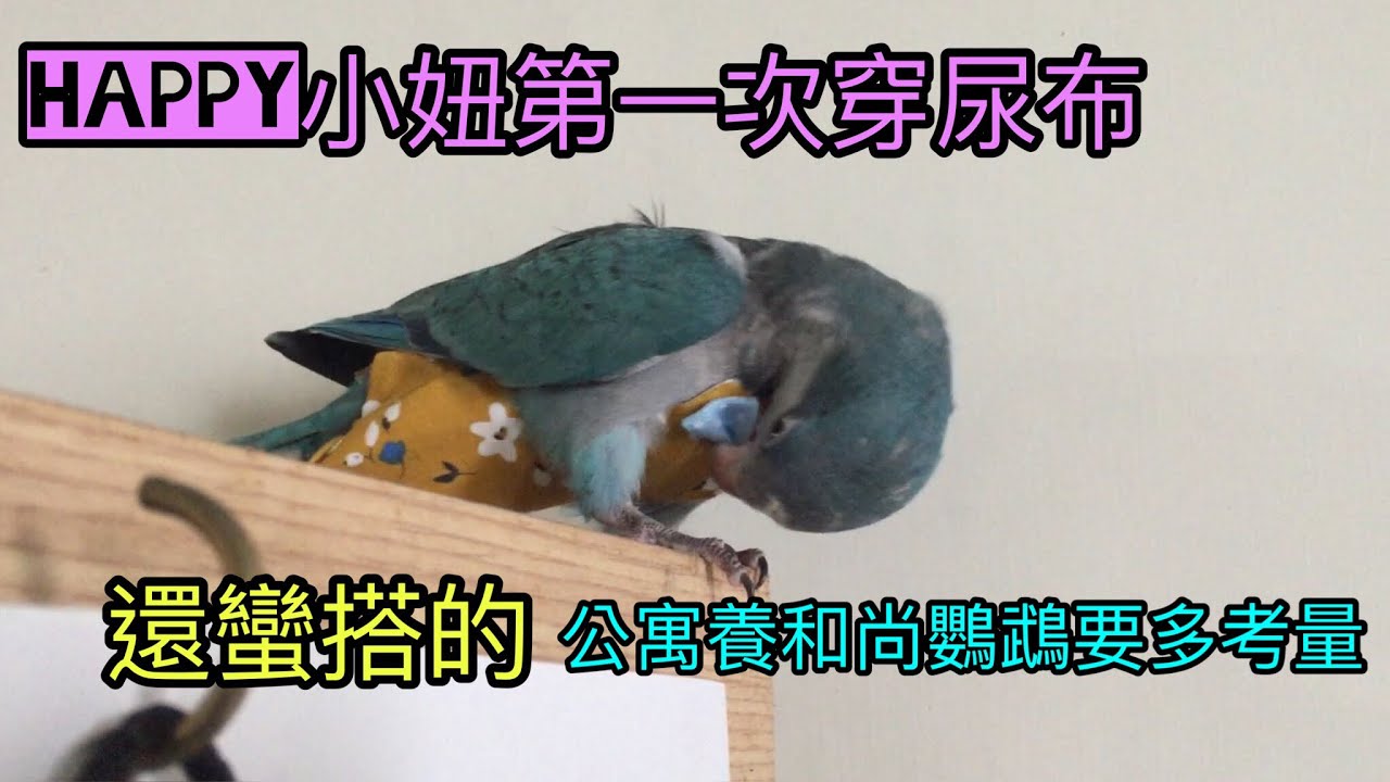 藍和尚鸚鵡Happy小妞第一次穿尿布 還蠻搭的 公寓養要多考量