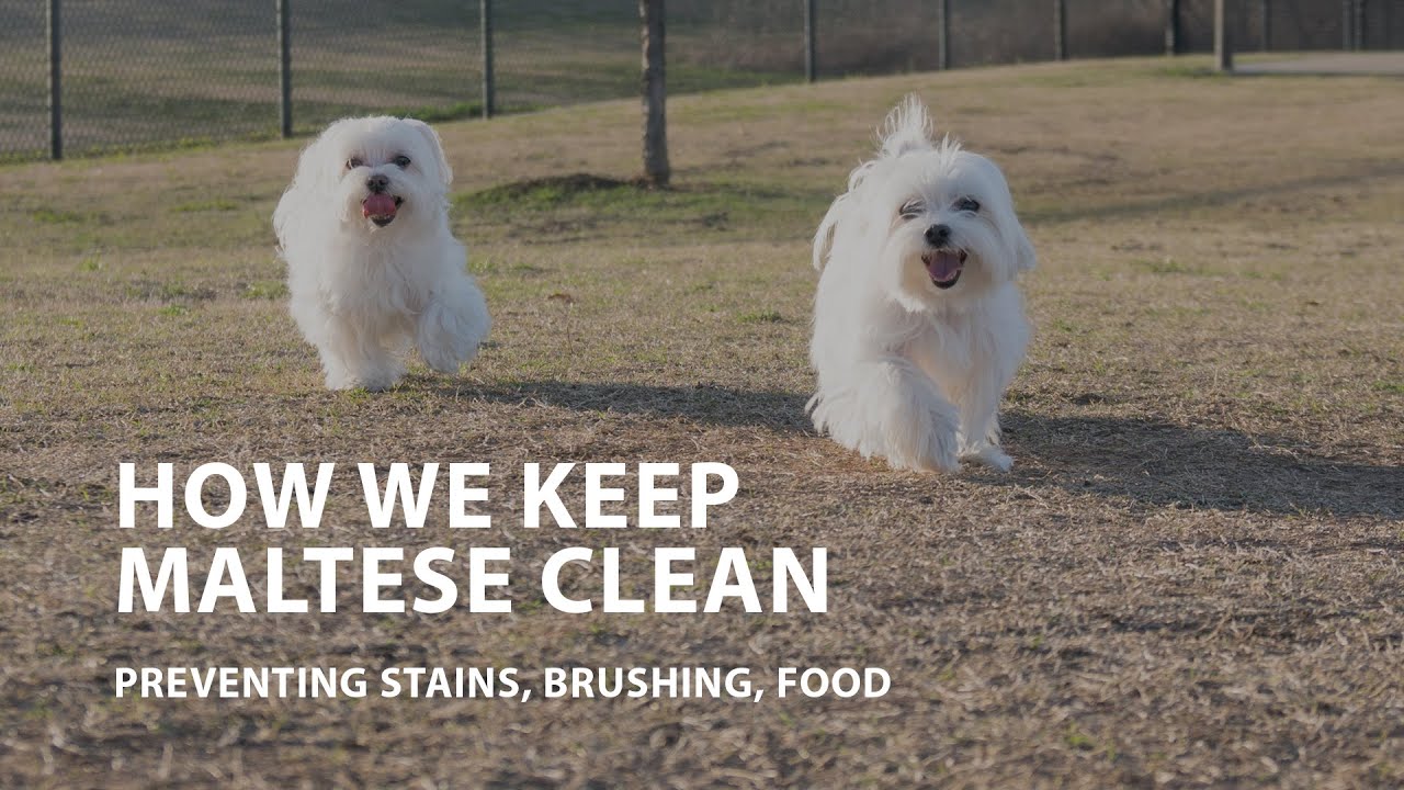 How We Keep Maltese Clean - Preventing Stains, Brushing, Food