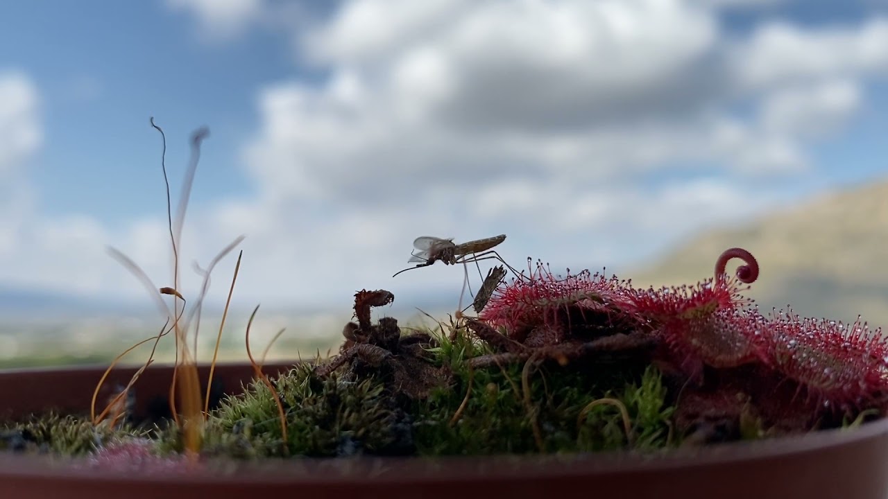 DESENLACE AL FINAL (NO TE LO PIERDAS) DROSERA VS MOSQUITO