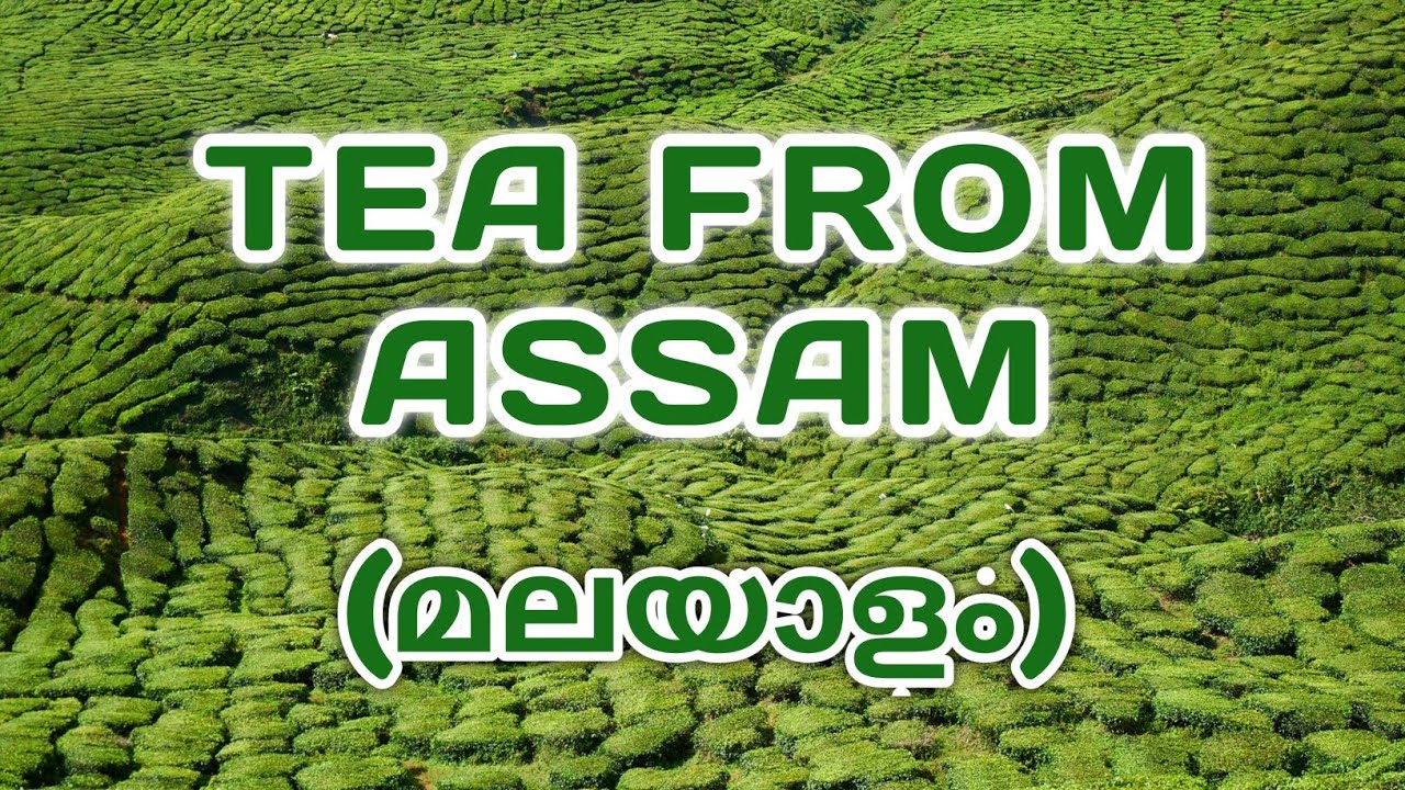 Tea From Assam - Glimpses Of India - Malayalam (മലയാളം) CBSE/NCERT Class 10