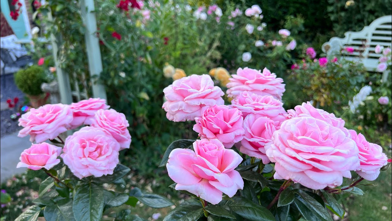 Informal Rose Garden Tour - lots of David Austin Roses and more | First Flush | Rose Reviews