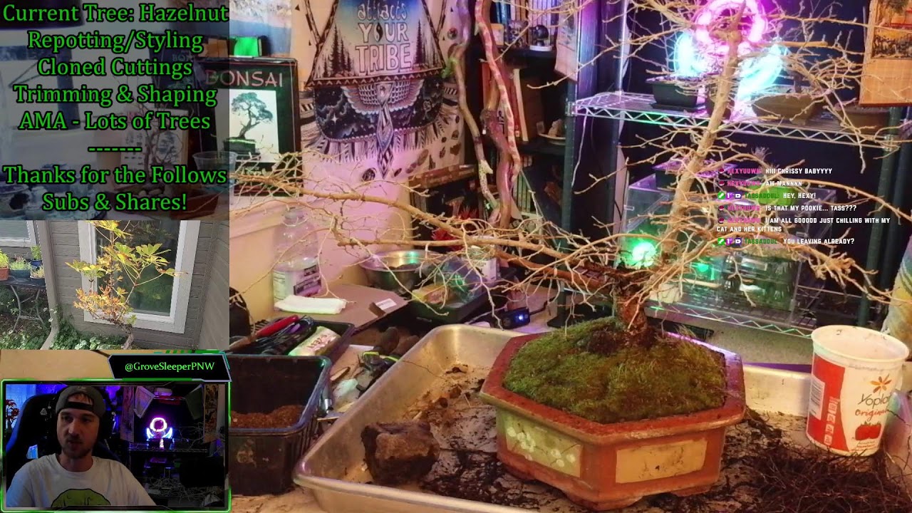 🐿️ LoFi Bonsai. BIG Hazelnut Project [AMA]: Full Repot | Welcome To The Grove!✌️😴💕🌳