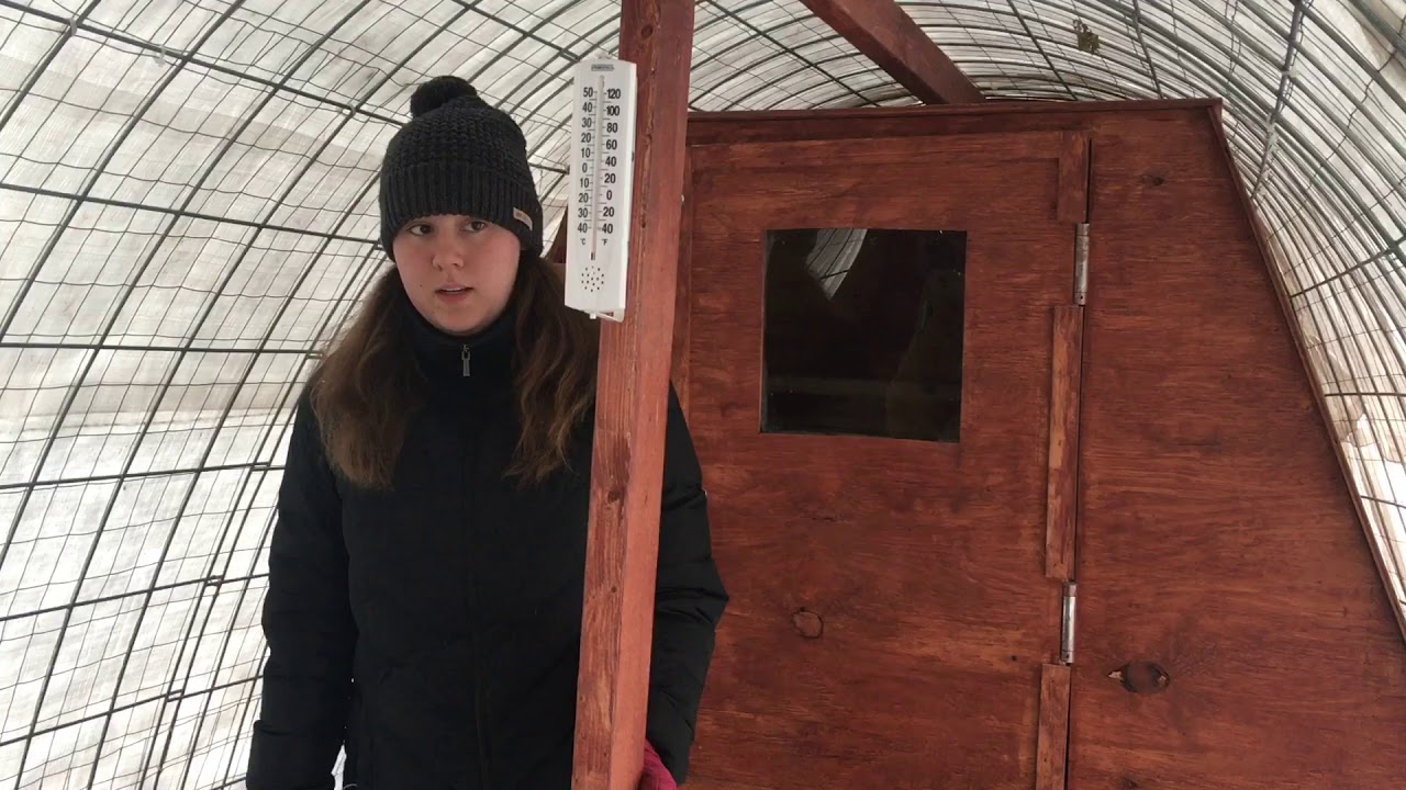 A Simple Hoop Coop Design for Keeping Backyard Chickens Warm Without Heat in Northern Climates