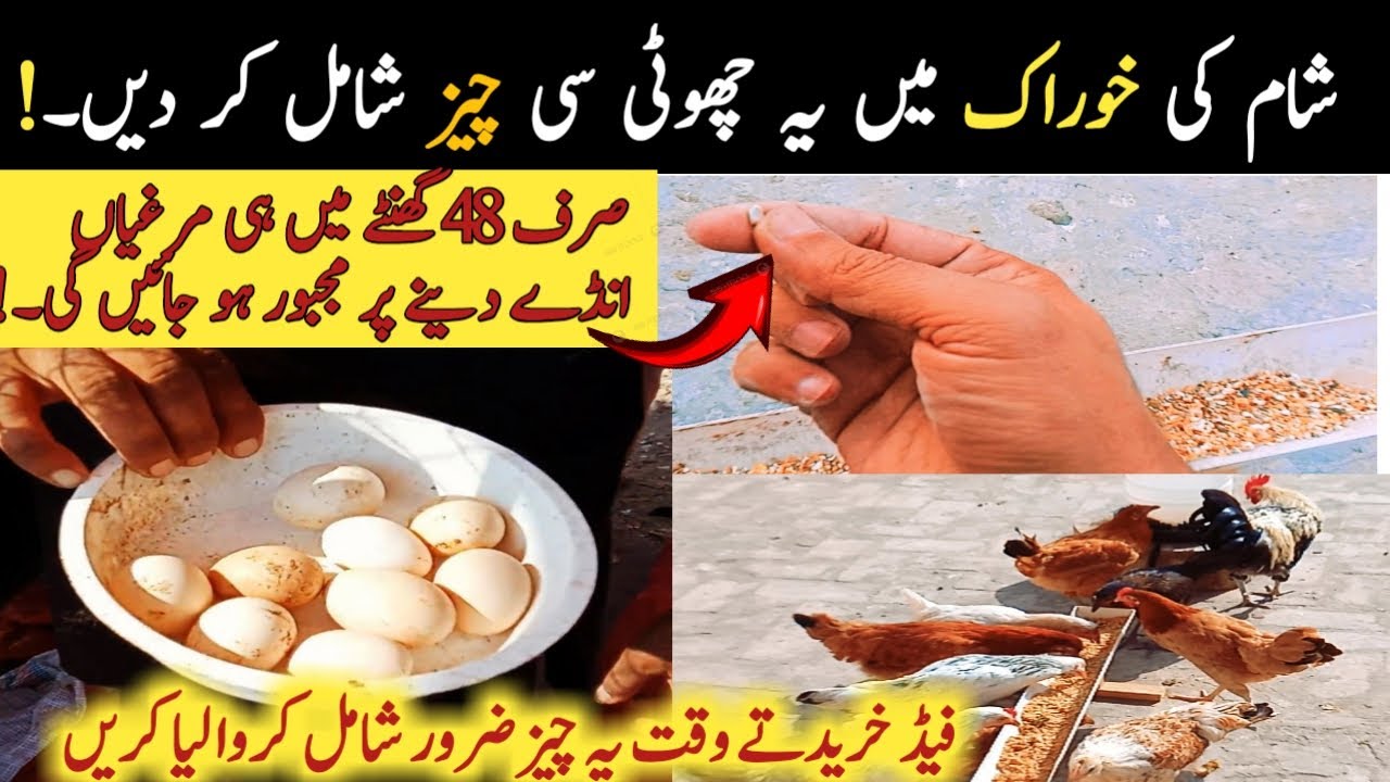 Secret ingredient to lay egg in 48 hours || Best evening trick to boost egg production