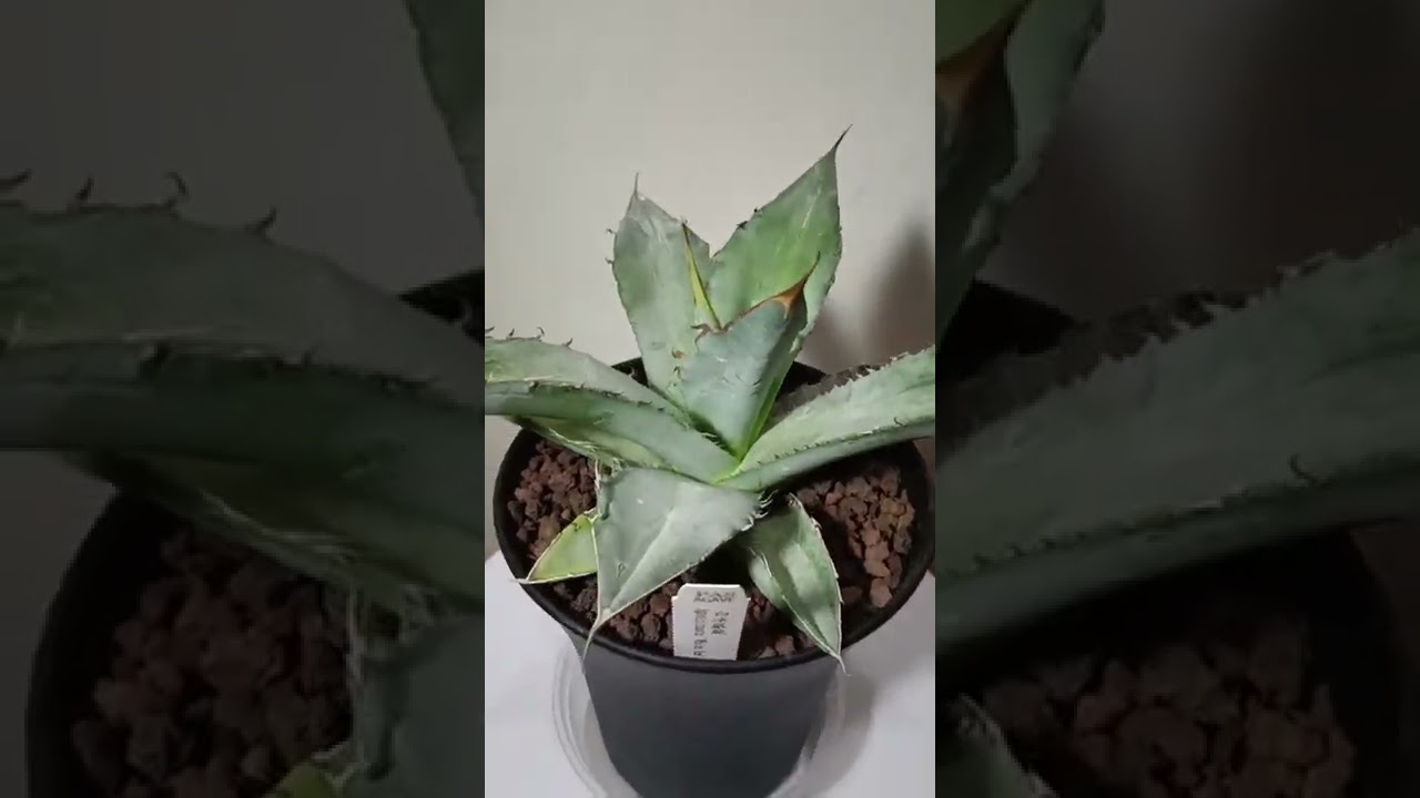 Newly bought Agave Titanota White Ice 白冰嚴龍 from 