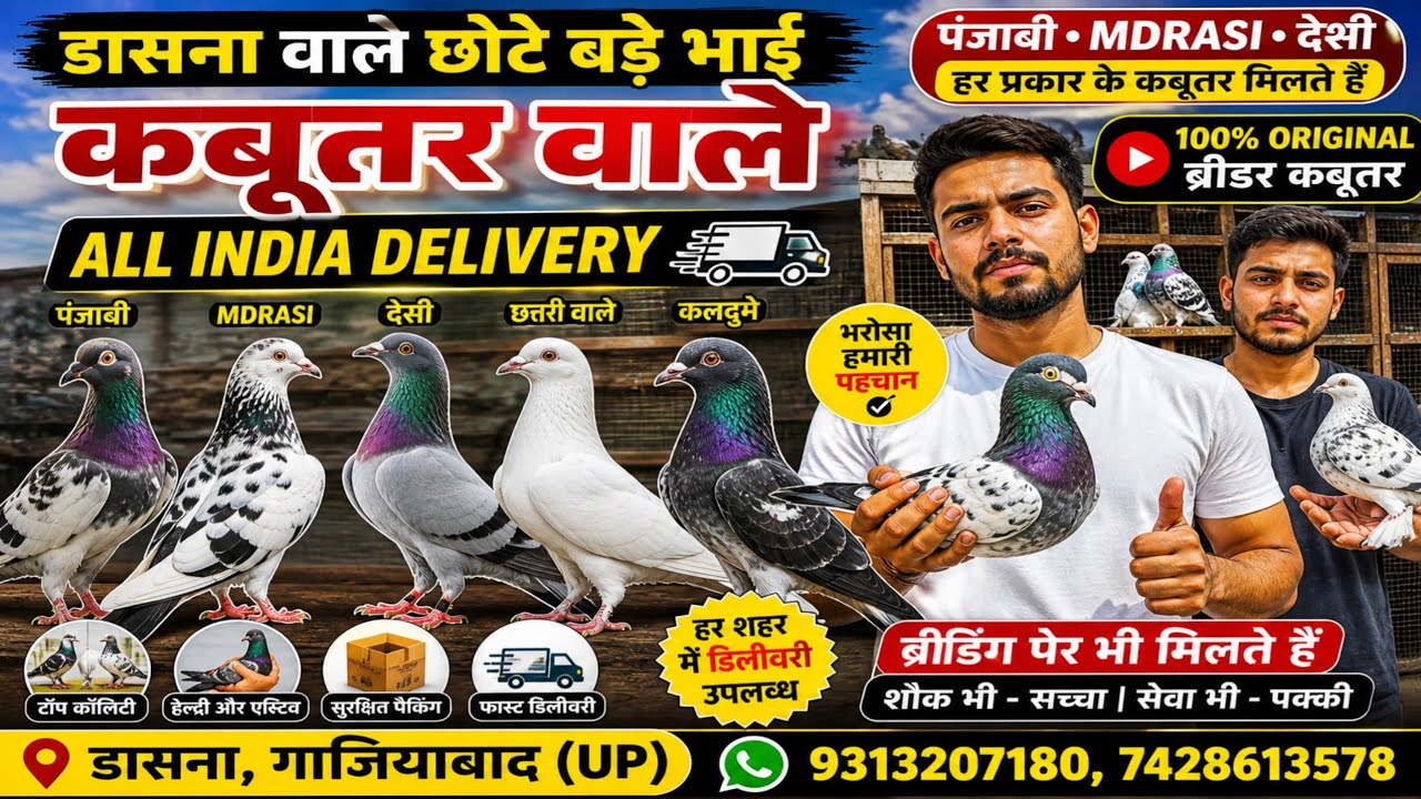 Sajanpuri Nile Saharanpuri kabutar |Ustado Ke Panjabi Kabutar |Rampuri Kabutar |25/02/26