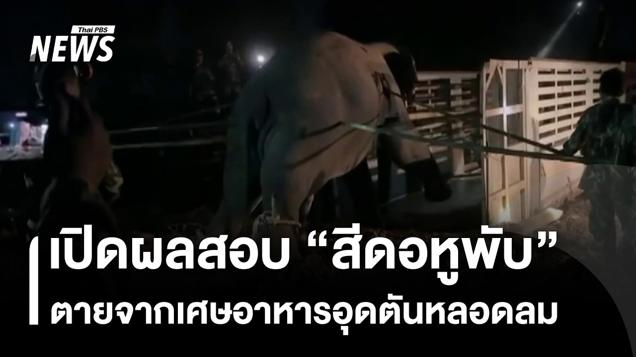 เปิดผลสอบ “สีดอหูพับ” ตายจากเศษอาหารอุดตันหลอดลม | Thai PBS news