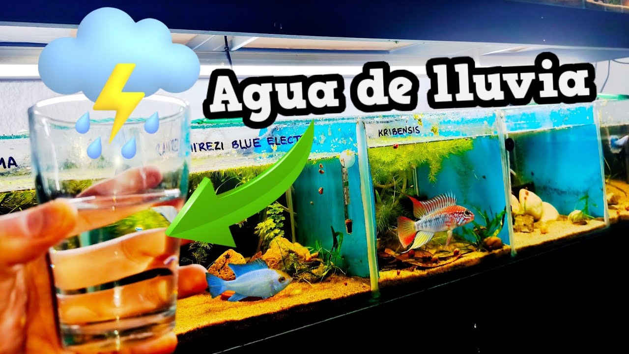Agua de LLUVIA para nuestros ACUARIOS.BUENA OPCIÓN?