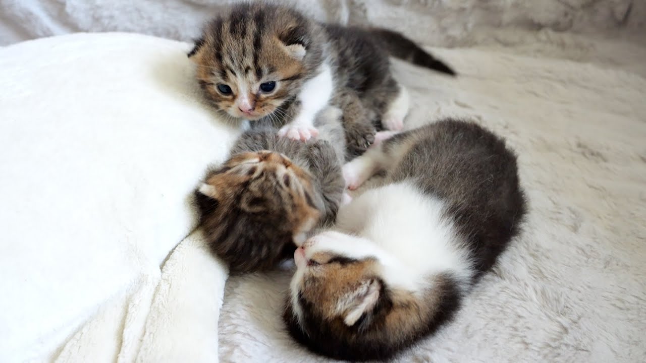 The eldest son trying to wake up his brothers is cute