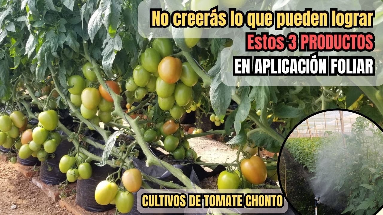 ESTAS 3 SUSTANCIAS COMUNES se usan en cultivos de tomates para no perder la floración